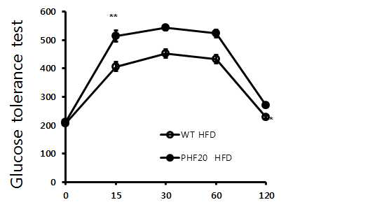 WT과 PHF20 TG 마우스를 60% high Fat diet 16주간 시행 후, Glucose tolerance test