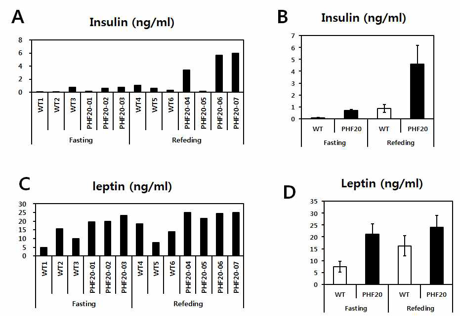 WT과 PHF20 TG 마우스를 60% high Fat diet 16주간 시행 후, 공복과 재식이 후 혈액에서 insulin과 leptin 수치 (A,B) insulin 수치, (C,D)leptin의 수치