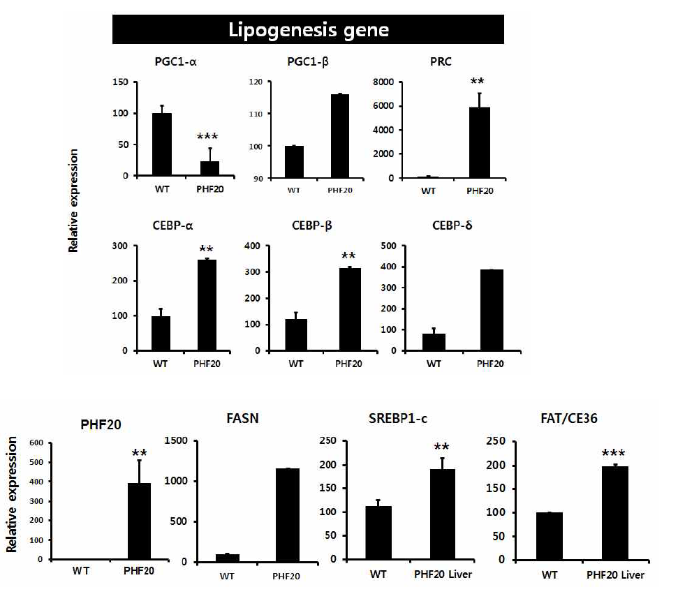 WT과 PHF20 TG 마우스를 60% high Fat diet 16주간 시행 후, 간에서의 지방합성 관련 유 전자 발현량 확인