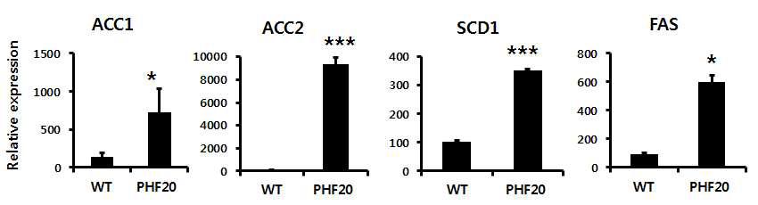 WT과 PHF20 TG 마우스를 60% high Fat diet 16주간 시행 후, 간에서의 지방합성 관련 유 전자 SREBP1c 하위 조절 유전자 발현량 확인