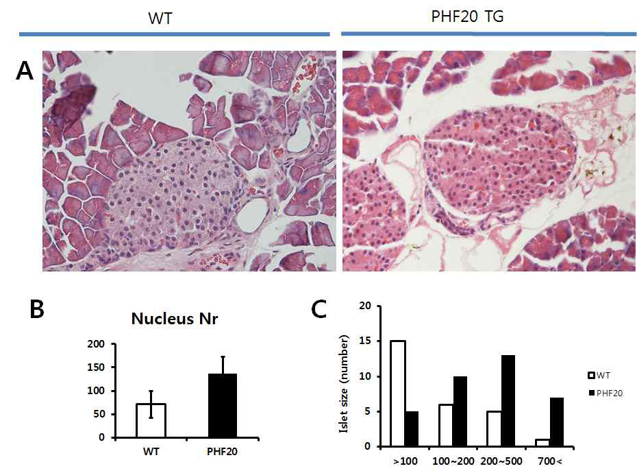 WT과 PHF20 TG 마우스를 60% high Fat diet 16주간 시행 후, 췌장의 islet 확인 (A)췌장 islet H&E 염색 (B) islet 에서의 핵 수 (C) Islet 수