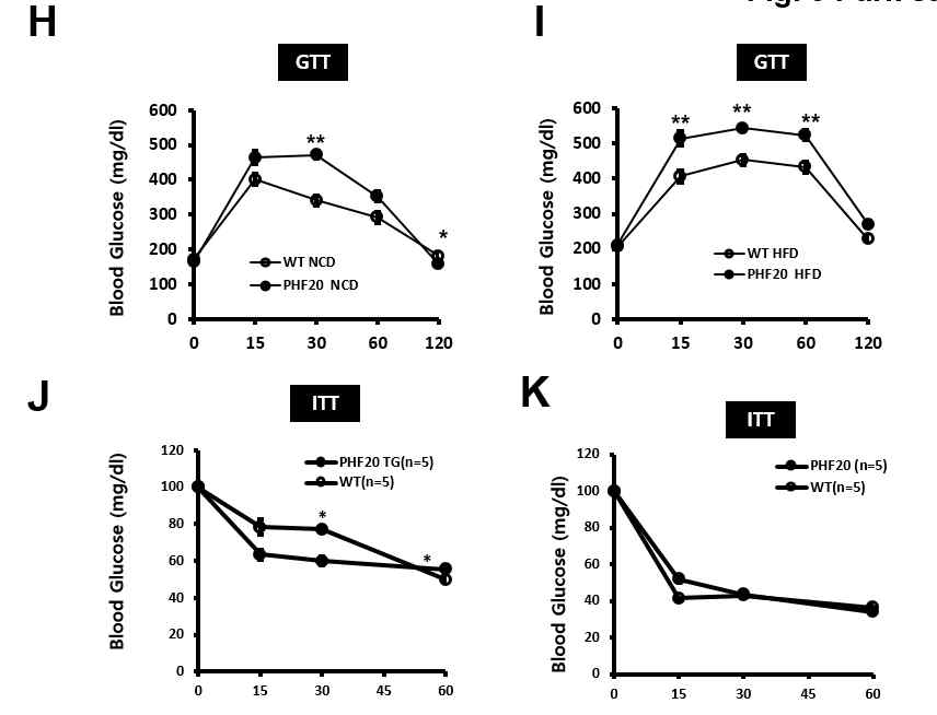 Glucose tolerance test: 정상식이 WT과 PHF20 2세대 21주령 수컷 마우스(H) , 60% 고지방식이 WT과 PHF20 2세대 21주령 수컷 마우스(I), Insulin tolerance test: 상식이 2세대 21주령 수컷 마우스(J) , 60% 고지방식이 2세대 21주령 수컷 마우스(K),