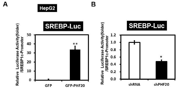 HepG2 인간 간암 세포주에 GFP-PHF20를 transfection 하여 PHF20를 과발현(A), lenti-shPHF20로 PHF20를 knock down(B) 한 후, SREBP1c의 promoter activity를 확인