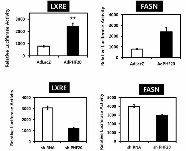 HepG2 인간 간암 세포주에 adeno virus로 PHF20를 과발현하여 LXRE promoter activity (위 왼쪽), FASN의 promoter activity를 확인(위 오른쪽), lenti-shPHF20로 PHF20를 knock down(B)하여 LXRE promoter activity (아래 왼쪽), FASN의 promoter activity를 확인(아래 오른쪽)