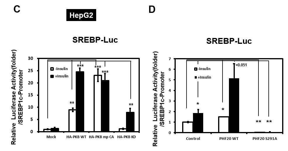 HepG2 인간 간암 세포주에 HA-PKB WT, HA-PKB mp CA, HA-PKB KD를 transfection 하여 SREBP1c의 promoter activity를 확인(C), pEGFP-PHF20 WT, pEGFP-PHF20 S291A를 transfection 하여 SREBP1c의 promoter activity를 확인(D)