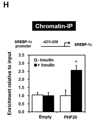 HepG2 인간 간암 세포주에 인슐린 처리 유무에 따른 Chip-IP(H)