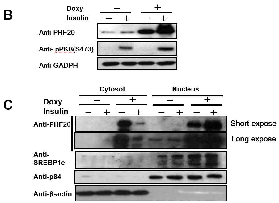 정상 인간 간 세포주인 Chang 세포주에서 Doxycyclin 처리로 PHF20 inducible 한 상태에서 인 슐린 처리 유무에 따른 western blot으로 PHF20의 위치확인