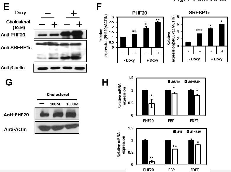 정상 인간 간 세포주인 Chang 세포주에서 Doxycyclin 처리로 PHF20 inducible 한 상태에서 Cholesterol(10uM) 처리 시 PHF20의 발현 정도(E~G), PHF20를 sh-Lenti virus로 knock down 하였 을 때 콜레스테롤 합성 유전자의 발현 정도(H)