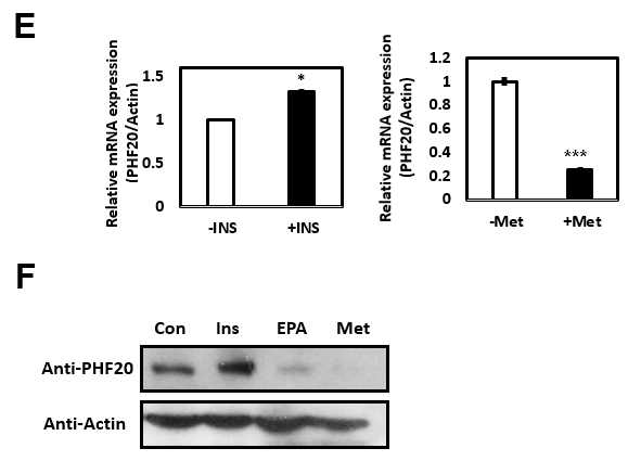 인간 간암세포주인 HepG2 세포에 인슐린 처리후와 Metformin (50uM) 처리 후, PHF20의 발 현량 확인(E~F)