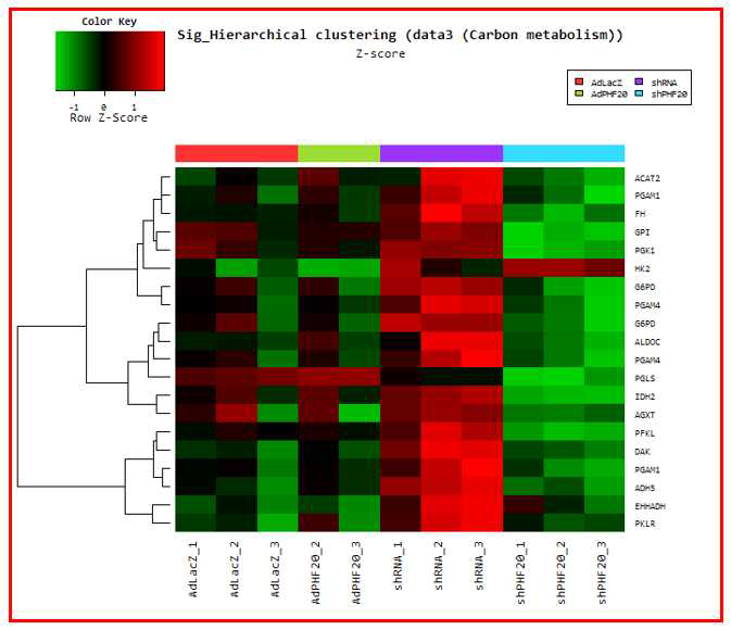 인간 간암세포주인 HepG2 세포에서 adeno virus PHF20을 과발현 한 샘플과 sh-lenti virus로 PHF20를 knock down한 후 DNA array를 시행하여 carbon metabolism에 관여하는 유전자들의 발현을 확인