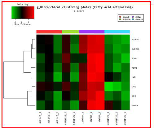 인간 간암세포주인 HepG2 세포에서 adeno virus PHF20을 과발현 한 샘플과 sh-lenti virus로 PHF20를 knock down한 후 DNA array를 시행하여 Fatty acid metabolism에 관여하는 유전자들의 발 현을 확인