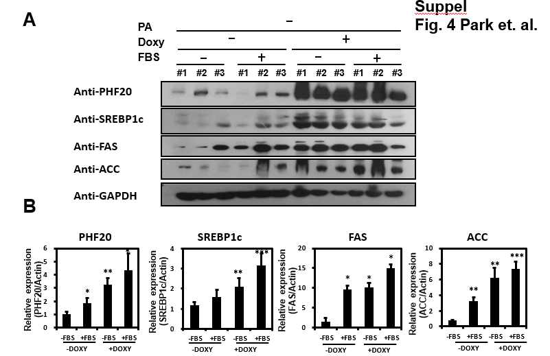 정상 인간 간 세포주인 Chang 세포주에서 Doxycyclin 처리로 PHF20 inducible 한 상태에서 palmitate 미 처리 시 FBS의 처리 유무에 따른 PHF20, fatty acid 관련 단백질의 발현 정도(A~B), 정상 인간 간 세포주인 Chang 세포주에서 Doxycyclin 처리로 PHF20 inducible 한 상태에서 palmitate 미 처리한 상태에서 FBS의 처리한 샘플과 미처리한 샘플에서 PHF20, fatty acid 관련 단백질의 발현 정 도를 확인해 본 결과, PHF20과발현에 의해서 fatty acid 관련 단백질 발현이 증가됨을 확인하였다.