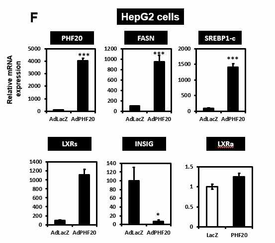 인간 간암 세포주인 HepG2 세포주에서 adenoPHF20로 과발현한 한 상태에서 PHF20, fatty acid 관련 유전자의 발현 정도(F) 확인