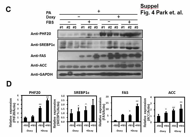 정상 인간 간 세포주인 Chang 세포주에서 Doxycyclin 처리로 PHF20 inducible 한 상태에서 palmitate 처리 시 FBS의 처리 유무에 따른 PHF20, fatty acid 관련 단백질의 발현 정도(C~D)