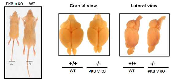 PKB 3가지 isoform Knockout mice