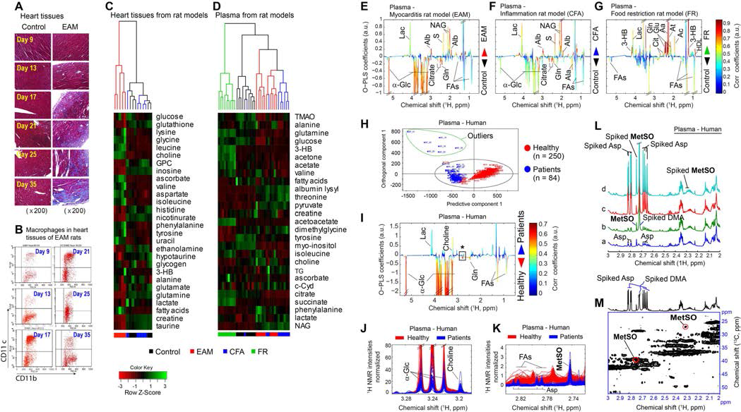 Identifications of heart tissue and plasma metabolites associated with myocarditis in the rat model and human patients