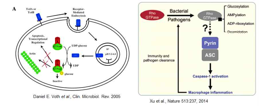 Clostridium difficile 균의 독소에 의한 세포 내 중요 GTPase 의 비활성화(왼쪽) 및 이에 의한 숙주 면역인자 활성과 병원성 세균 제어(오른쪽)