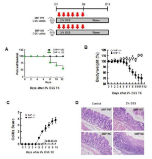 염증성 장질환 동물모델에서의 SHP 역할 분석