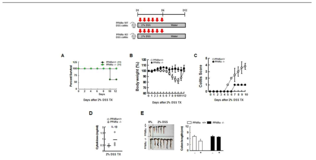 염증성 장질환 동물모델에서의 PPARα 역할 분석