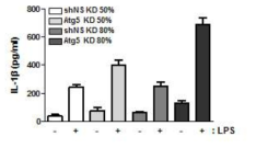 Atg5 유전자 발현 억제에 따른 사람 말초혈액 단핵세포에서의 염증성 사이토카인 생성