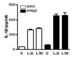 Atg5 유전자 발현 억제에 따른 사람 말초혈액 단핵세포에서의 인플라마좀 활성 산물인 IL-1β 생성 변화 측정