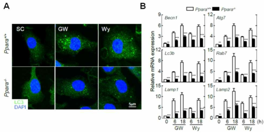 야생형 및 핵수용체 NR1C1 유전자가 결손된 마우스 유래 대식세포에 염증성 질환 제어 후보물질 PPARα 리간드들 (GW7647 및 Wy14643) 처리 후 자가포식 활성능 분석