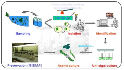 해양 미세조류 확보 모식도