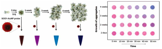 활성산소를 잡는 효소인 Superoxide dismutase (SOD)의 구조적인 진화과정을 Au-nanoparticle을 이용하여 발색법으로 검출한 결과