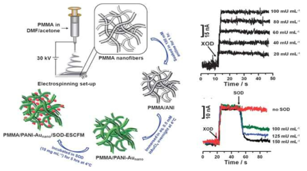 Aniline 고분자에 흡착된 Au-nanoparticle에 Superoxide dismutase (SOD)를 흡착시켜 활성산소를 간접적인 전기신호로 검출한 결과.