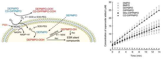 라디칼 캡쳐 (capture) 물질을 이용하여 세포내의 활성산소를 ESR spectroscopy