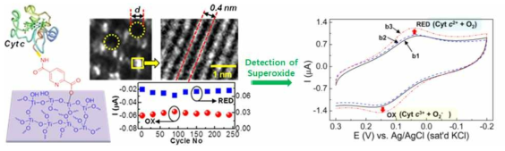 Mesoporous TiO2 기판에 단백질을 안정하게 고정시켜 활성산소를 검출.