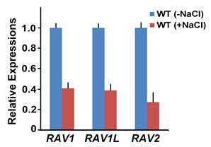 Expressional changes of RAVs in response to salt stress
