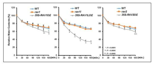 Transpirational water loss of the mutants and overexpression transgenic plants of each RAV over three hours period