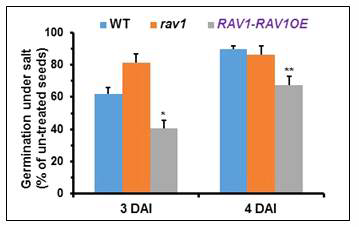 Germination rate of the rav1 and RAV1 overexpressor compared with that of wild type plant in response to salt treatment