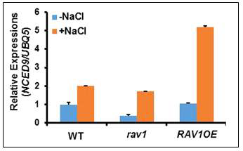 Relative expression of the NCED9 in response to salt