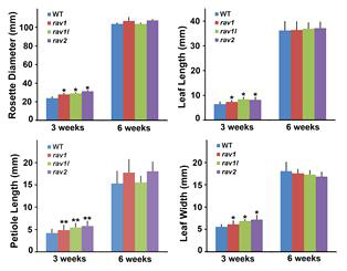 Growth of rav mutants in different developmental stages