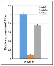 Comparison of the relative expressions of RAV1, RAV1L and RAV2