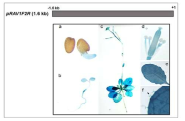 GUS histochemical assay of pRAV1F2R5-GUS.