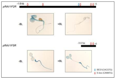 pRAV1F2R and pRAV1F5R-GUS histochemical assay with or without BL treatment.