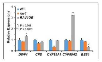 Relative expression of BR-related genesin rav1 and RAV1OE compared with those of wild type plant