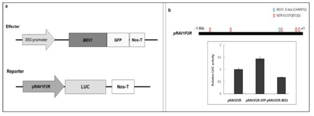 Luciferase assay.