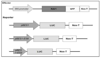 Construction of effector and reporter.