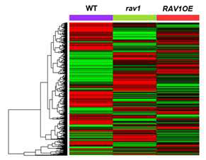 Hierarchical Clustering of rav1 and RAV1OE plants with wild type