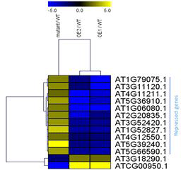 Histogram of putative RAV1's target genes