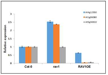 Relative expression of RAV1’s target genes in w.t, rav1 mutant and RAV1OE plants