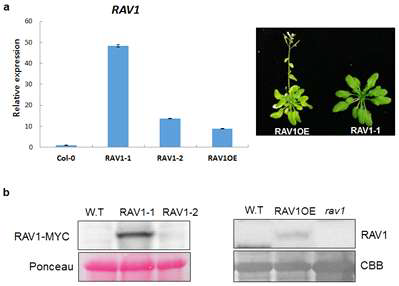 Transcript and protein expression level of RAV1 overexpression plants.