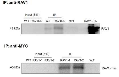 Immunoprecipitation of RAV1 with RAV1 specific antibody and MYC antibody