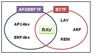 RAV belongs to the AP2/ERF- and B3-domain transcription factors in plants