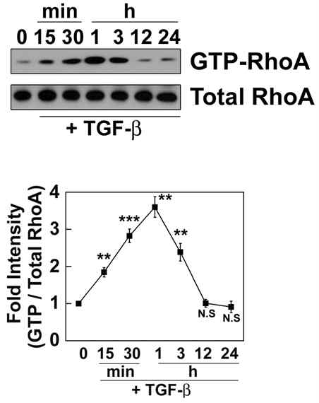 TGF-β1에 의한 RhoA의 활성