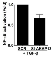 AKAP13에 의한 NF-κB 활성 변화